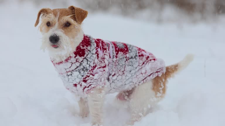 Dog in a sweater. Snowing. Jack Russell Terrier waiting for the New Year. Christmas concept. Portrait of a pet against a background of trees