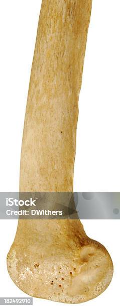 Closeup Lower End Human Femur Lateral View Stock Photo - Download Image Now - Anatomy, Beauty, Biology