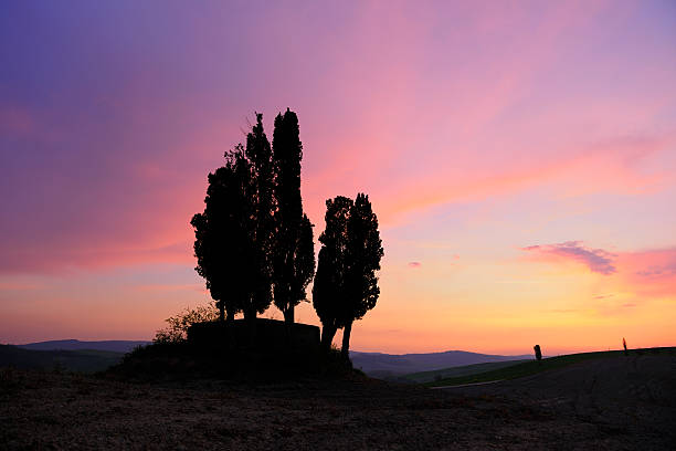 Tuscany Landscape with Cypress Trees on Hill at Sunset
