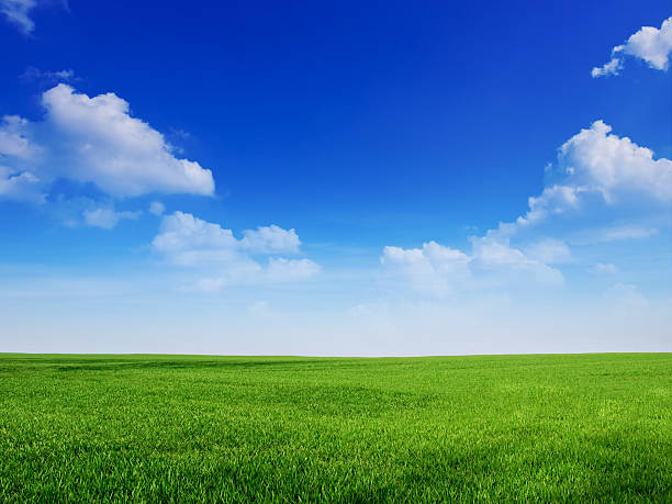 céu e grama backround - agriculture blue field grass - fotografias e filmes do acervo