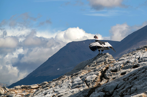 Condor in flight over Usuhaia, Beagle Channel