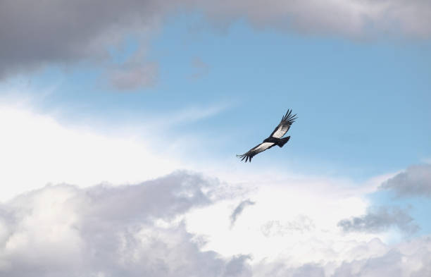 istock Condor bird in Ushuaia 1824931968