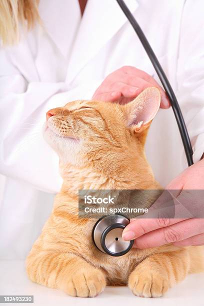 Foto de Gato No Veterano e mais fotos de stock de Veterinário - Veterinário, Gato doméstico, Clínica veterinária