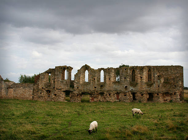 Ruined English Abbey with sheep grazing in foreground