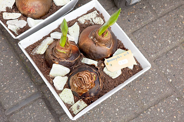 Amaryllis Bulbs at Flower Market in Amsterdam