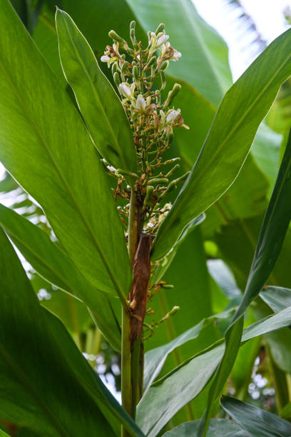 istock The leaves of galangal. 1824936800