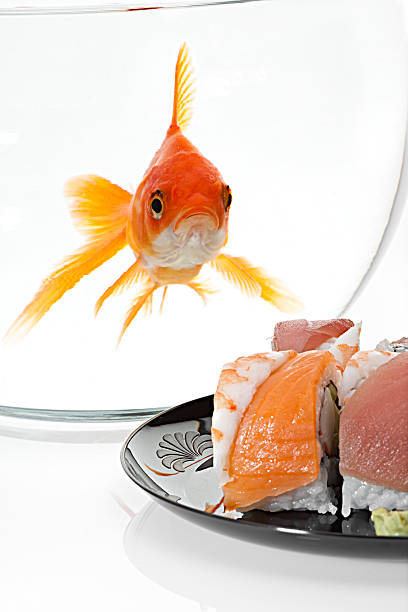 oh, my gosh. - sushi goldfish fish humor fotografías e imágenes de stock
