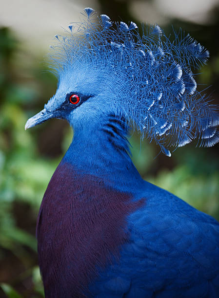 istock Queen Victoria Pigeon 182493793