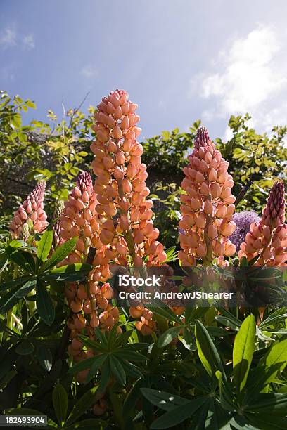 Photo libre de droit de Fleurslupins En Fleur banque d'images et plus d'images libres de droit de Arbre en fleurs - Arbre en fleurs, Beauté, Beauté de la nature