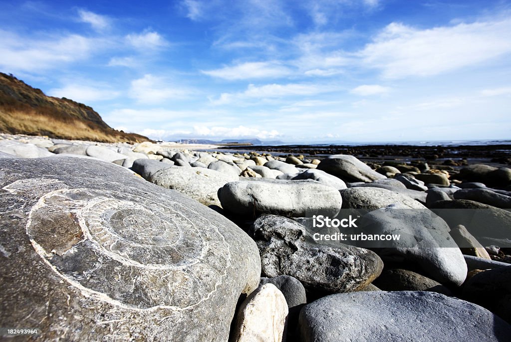 Fossil sulla jurassic coast, Lyme Regis - Foto stock royalty-free di Sito del patrimonio storico-culturale mondiale sulla costa giurassica