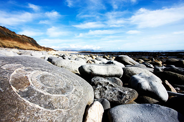 fossil sulla jurassic coast, lyme regis - unesco world heritage site cloud day sunlight foto e immagini stock