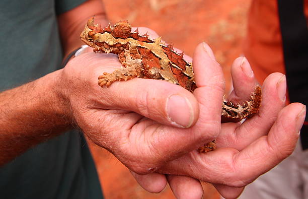 Thorny Devil Thorny Devil (Moloch horridus) is an Australian lizard; seen in kings canyon area, Australia. moloch horridus stock pictures, royalty-free photos & images
