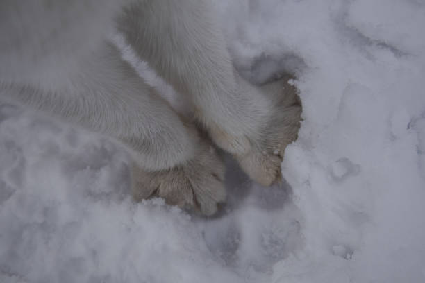 Kyiv, Ukraine. 01.12.2023: cat's paws stand on the snow.