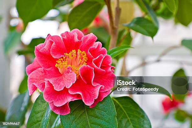 Flor Roja Foto de stock y más banco de imágenes de Aire libre - Aire libre, Belleza, Belleza de la naturaleza