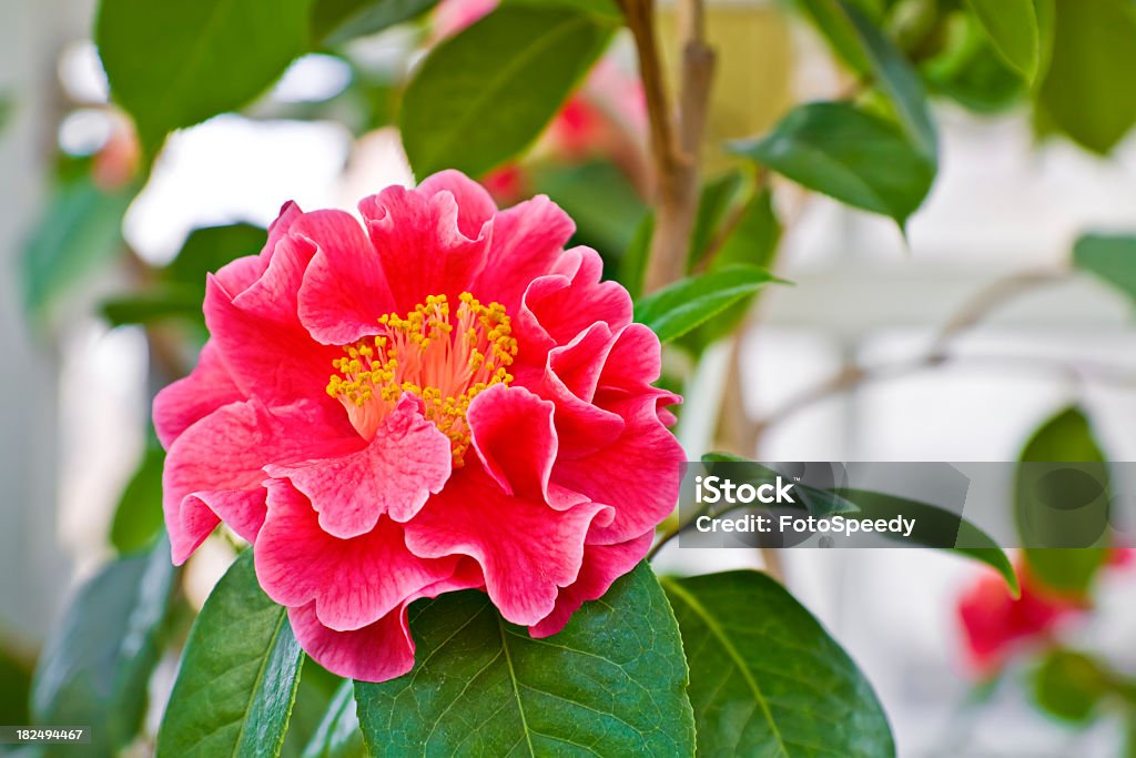 Fiore rosso - Foto stock royalty-free di Ambientazione esterna