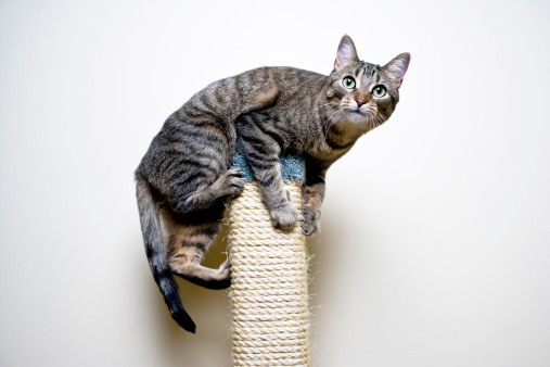 Indoor domestic grey tabby cat hangs on top of a scratching post