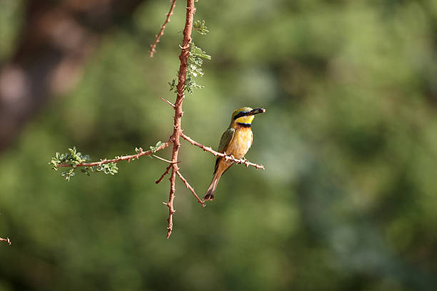 istock African bee-eater with insect in beak 182494626