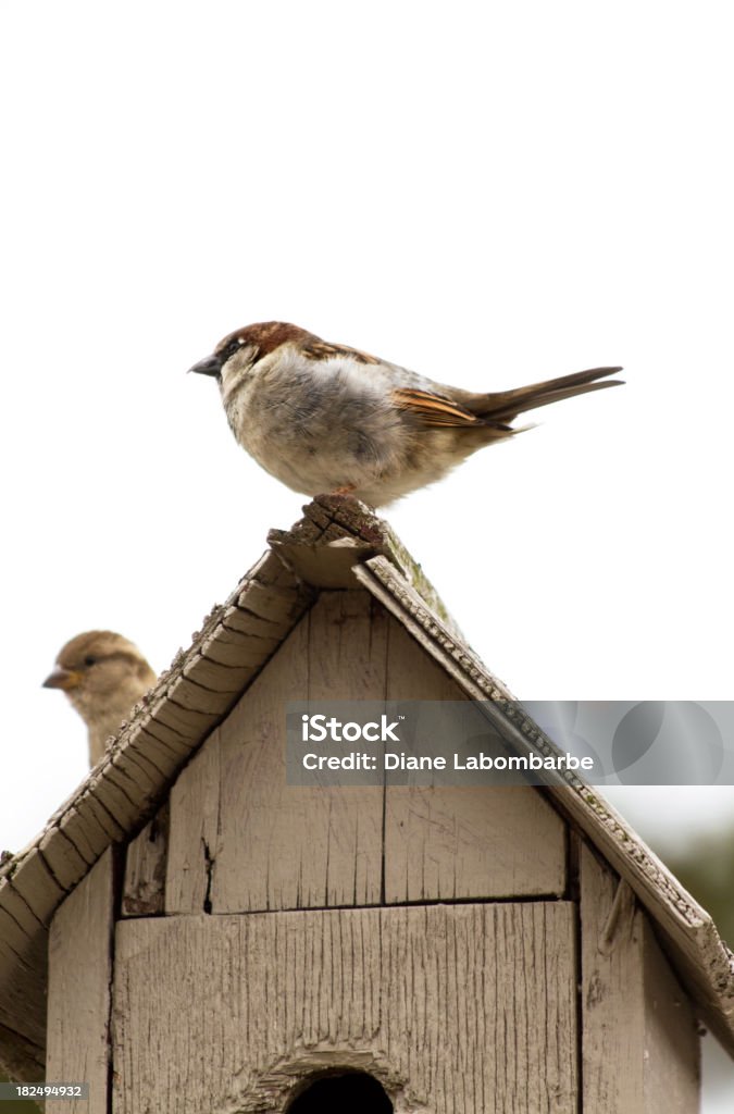 Printemps Sparrows - Photo de Cabane à oiseaux libre de droits