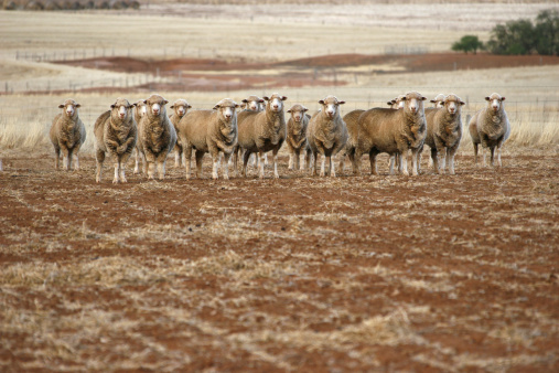 Sheep looking at camera in drough conditionsFor more Sheep images please visit the lightbox below