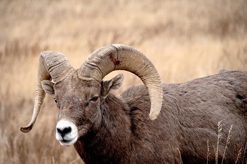 Closeup of a big horn sheep ram.