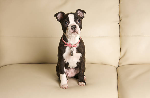 An adorable eleven week old Boston Terrier Puppy sitting  on a cream colored leather sofa.  She's wearing a pink collar with a blank name tag.For more Dog Photos from my portfolio please click here