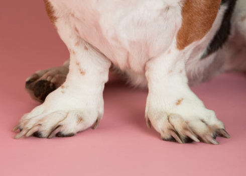 Humorous close-up image of a Basset Hound's chubby little front legs and paws. The breed is known for its dwarfed (short) legs. Pink background. Tri-colored dog. Long toe nails. Studio shot. Copy Space.