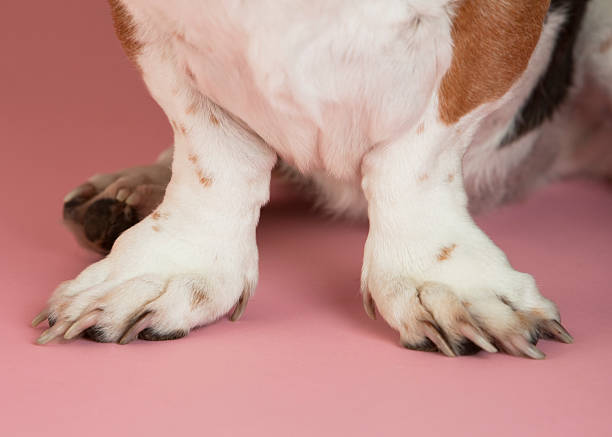 Close-up of Funny, Short Basset Hound Paws stock photo