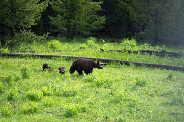 Mother bear and two cubs walking in a meadow at Yellowstone National Park.