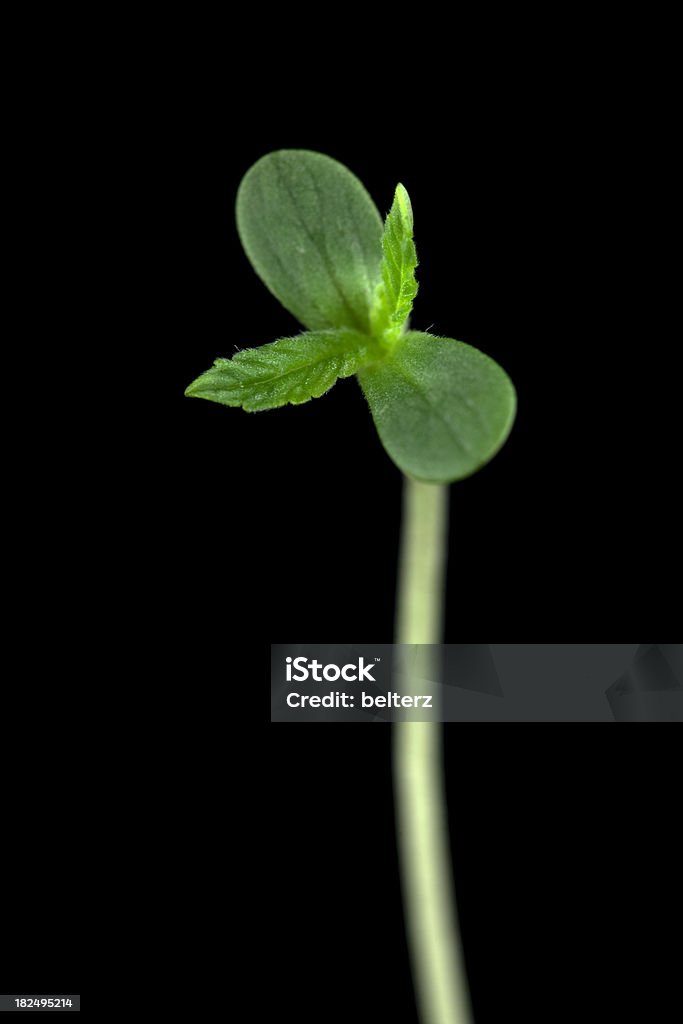 Jovem Cânhamo - Royalty-free Planta nova Foto de stock