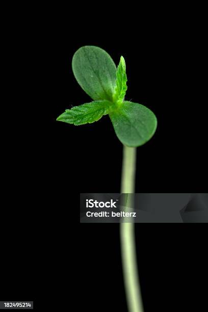 Jovem Cânhamo - Fotografias de stock e mais imagens de Planta nova - Planta nova, Fundo Preto, Planta de canábis