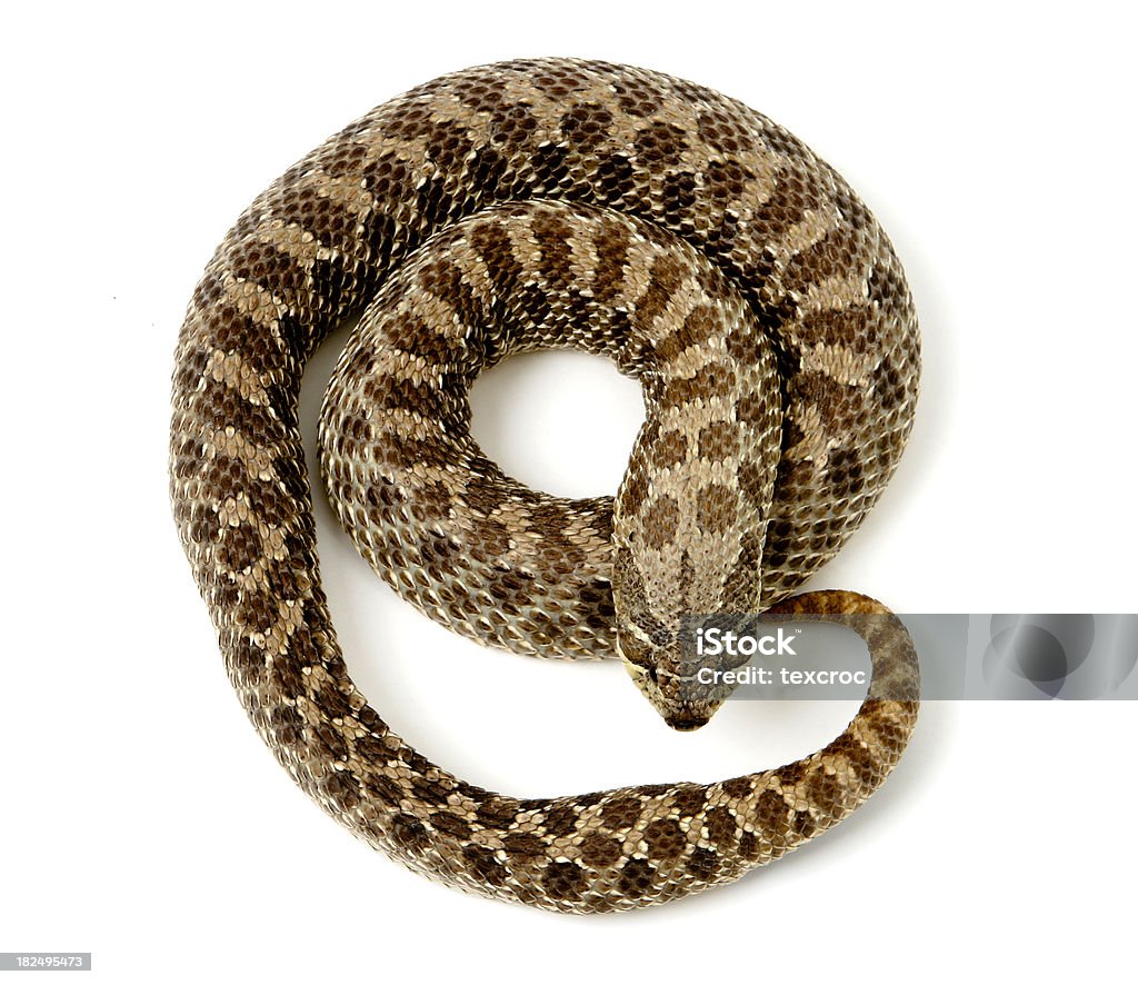 Завитые Hognose Snake - Стоковые фото Без людей роялти-фри