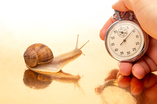 Snail and stopwatch in hand on a white background. Speed ​​concept. Measuring time at a distance. Finish in sports competitions. Deadline at work