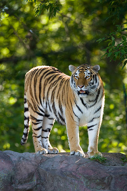 istock Amur tiger in a playful mood posing on ledge. 182495660