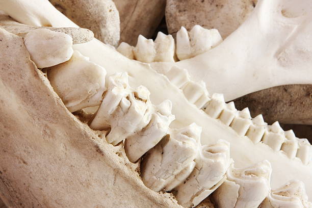 이 짐승 턱뼈 molars - mule animal profile animal head 뉴스 사진 이미지