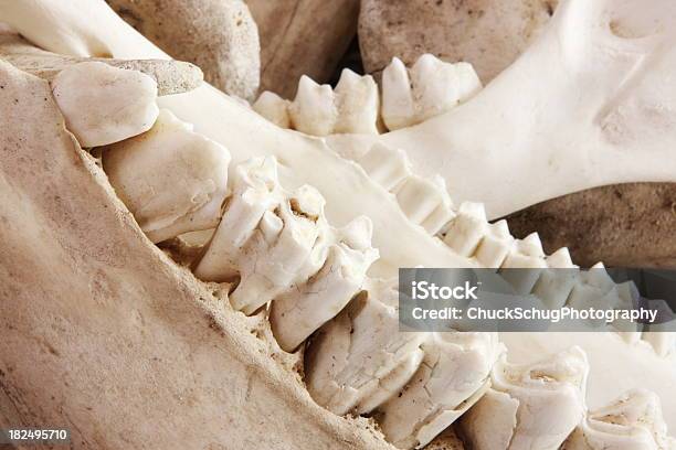 Zęby Trzonowe Szczęka Zwierzęcia - zdjęcia stockowe i więcej obrazów Skamieniałość - Skamieniałość, Anatomia człowieka, Archeologia