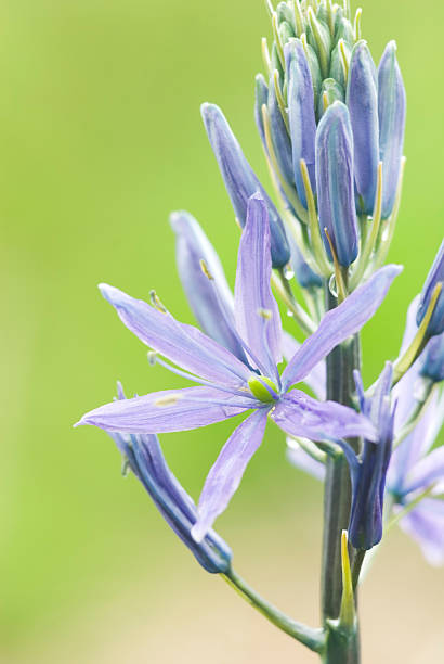 istock Camassia (Quamash) flower close-up - I 182495807