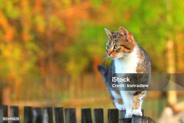 Photo libre de droit de Chat Marcher Sur Clôture banque d'images et plus d'images libres de droit de Chat domestique - Chat domestique, Prise de vue en extérieur, Clôture