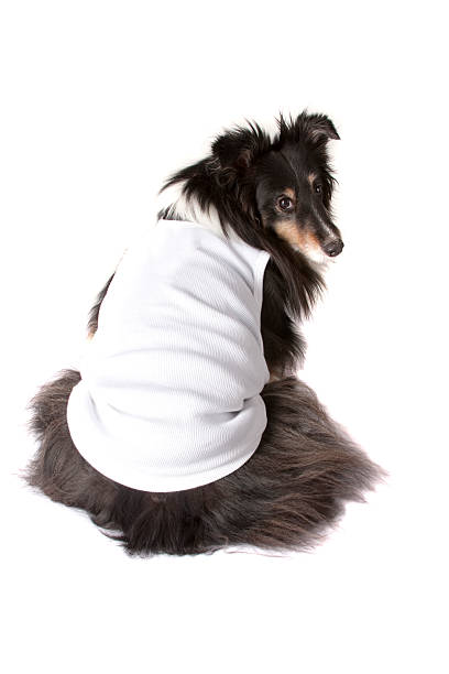 istock Dog wearing a white shirt. 182495989