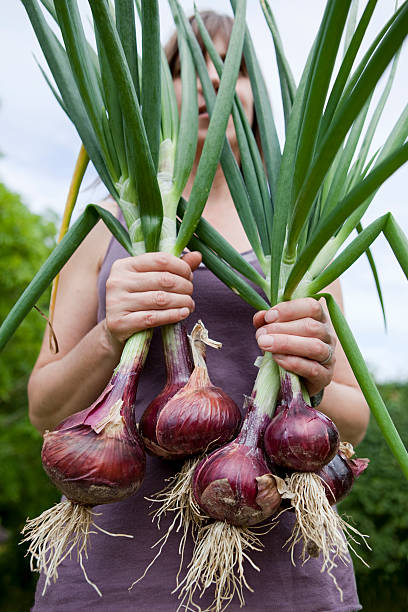 Red Onion Harvest stock photo