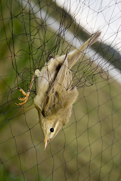 180+ Bird Trap Netting Trapped Stock Photos, Pictures & Royalty-Free Images  - iStock