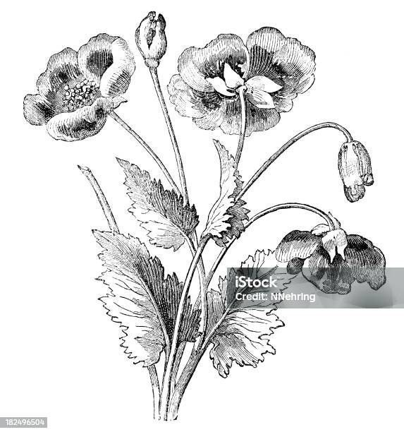 Poppies 음각 꽃-식물에 대한 스톡 벡터 아트 및 기타 이미지 - 꽃-식물, 양귀비-식물, 라인아트