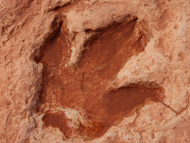 fußabdruck eines dinosauriers - animal print pictures stock-fotos und bilder