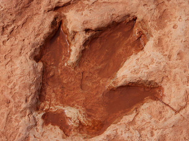 Dinosaur footprint "A large footprint from a Dinosaur, possibly an allosaurus, from around 150 million years ago impressed in sandstone (probably ancient riverbed) near Tuba City in Arizona. filled with water after rainfall." fossil stock pictures, royalty-free photos & images