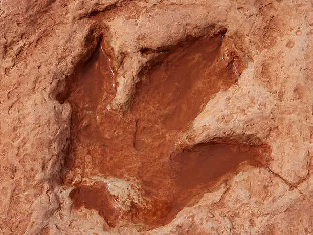 "A large footprint from a Dinosaur, possibly an allosaurus, from around 150 million years ago impressed in sandstone (probably ancient riverbed) near Tuba City in Arizona. filled with water after rainfall."