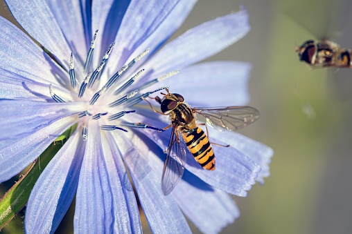 A bee perched on a vibrant blue flower
