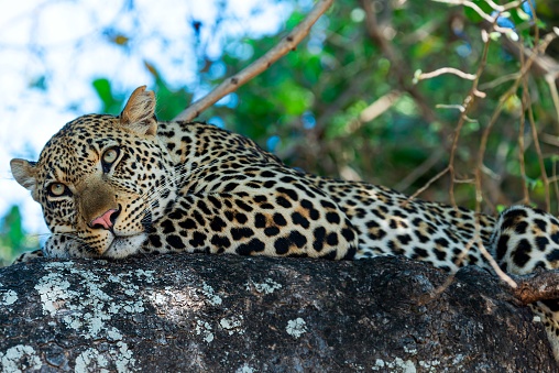 A majestic leopard lies perched atop a rocky outcropping