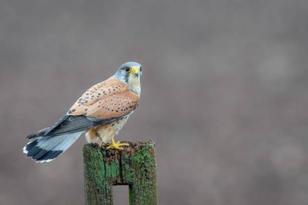 istock Majestic Common kestrel perched atop a wooden post 1824965447