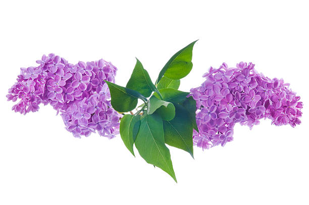 istock Blooming purple lilac flower on white 182496712