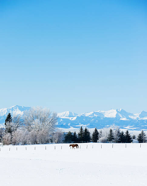 A scene from Alberta with a horse and the Rocky Mountains in the backgroundClick for Similar Pictures in My Landscapes & Scenery Lightbox: