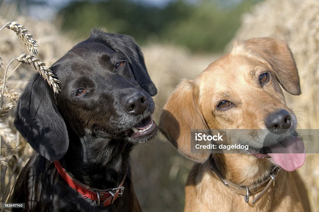 dog days of summer» - Стоковые фото Кукуруза - урожай роялти-фри